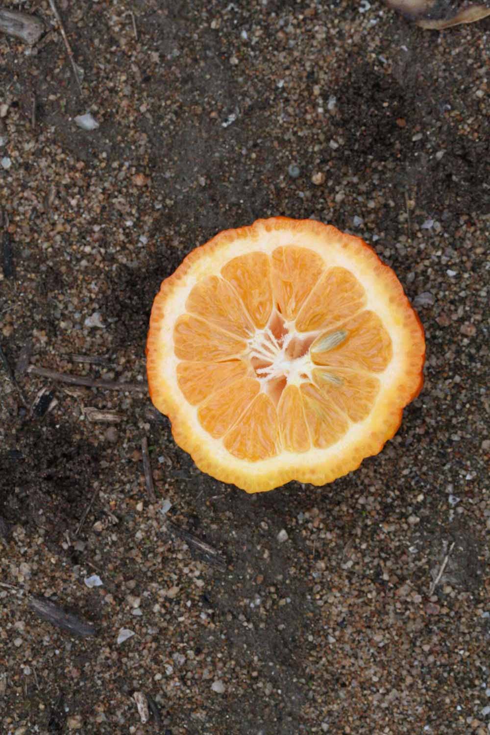            Fruit cross-section (Stow Red, Riverside, CA)   